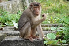 Südlicher Schweinsaffe (Macaca nemestrina) in der Zoom Erlebniswelt Gelsenkirchen