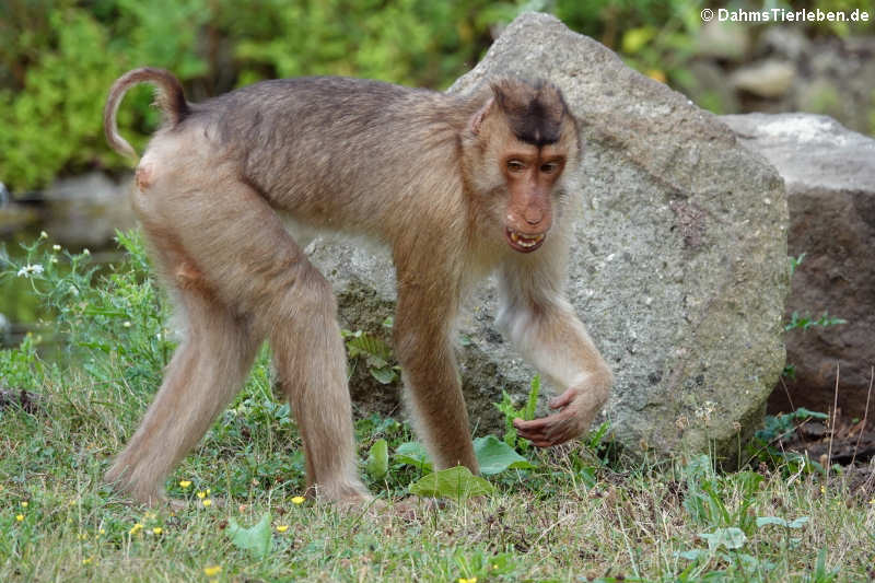 Südlicher Schweinsaffe (Macaca nemestrina)