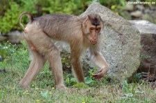 Südlicher Schweinsaffe (Macaca nemestrina) in der Zoom Erlebniswelt Gelsenkirchen