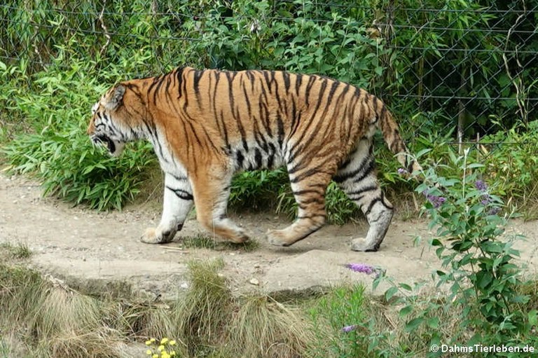 Panthera tigris altaica