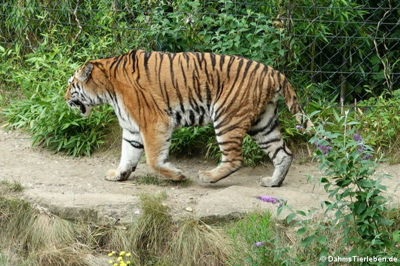 Amurtiger (Panthera tigris altaica)