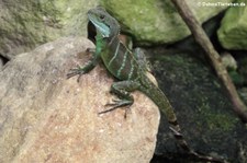 Grüne Wasseragame (Physignathus cocincinus) im Zoom Gelsenkirchen