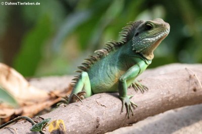 Grüne Wasseragame (Physignathus cocincinus)