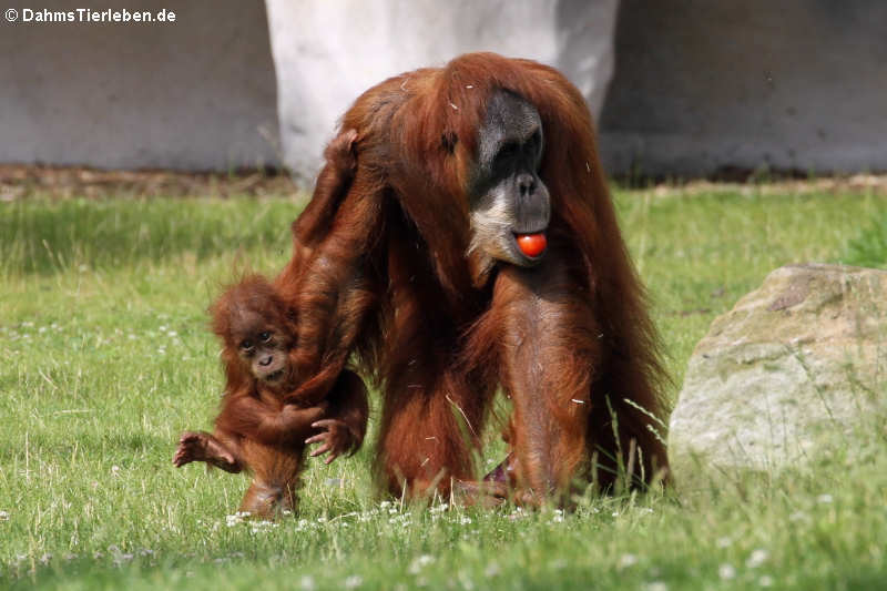 Sumatra Orang-Utans (Pongo abelii)