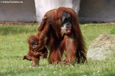 Sumatra Orang-Utans (Pongo abelii) in der Zoom Erlebniswelt Gelsenkirchen