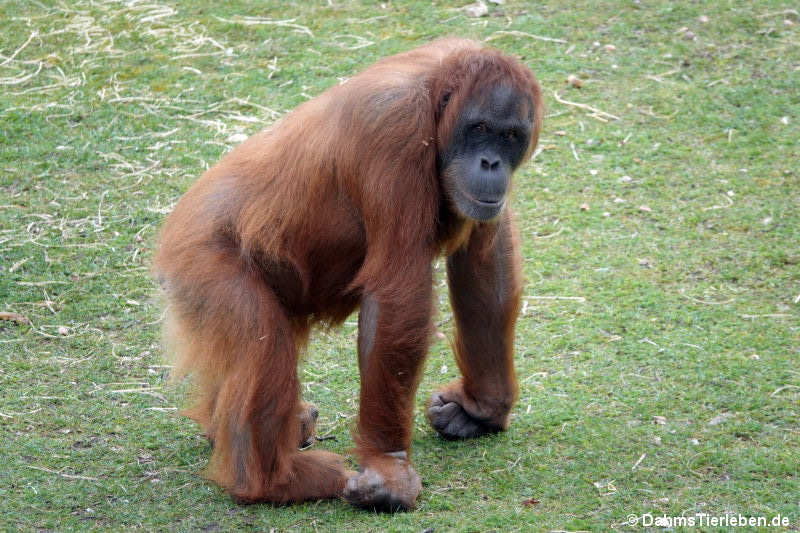 Sumatra-Orang-Utan Pongo abelii-1