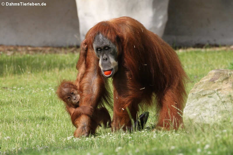 Sumatra-Orang-Utans Pongo abelii-2