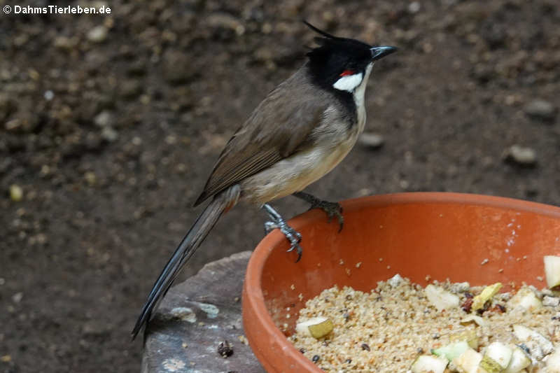 Rotohrbülbül (Pycnonotus jocosus)