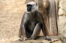 Hulman (Semnopithecus entellus) im Zoom Gelsenkirchen