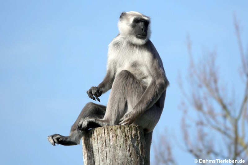 Semnopithecus entellus-2