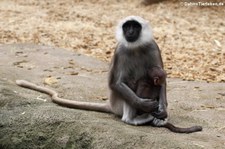 Hulman (Semnopithecus entellus) im Zoom Gelsenkirchen