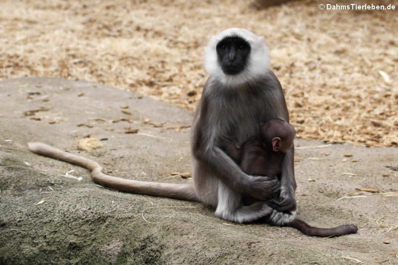 Hulman oder Bengalischer Hanuman-Langur (Semnopithecus entellus)