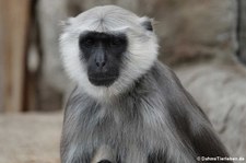 Hulman (Semnopithecus entellus) im Zoom Gelsenkirchen