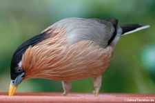 Pagodenstar (Sturnia pagodarum) in der Zoom Erlebniswelt Gelsenkirchen