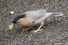 Pagodenstar (Sturnia pagodarum) in der Zoom Erlebniswelt Gelsenkirchen