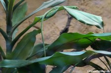 Takydromus dorsalis-3