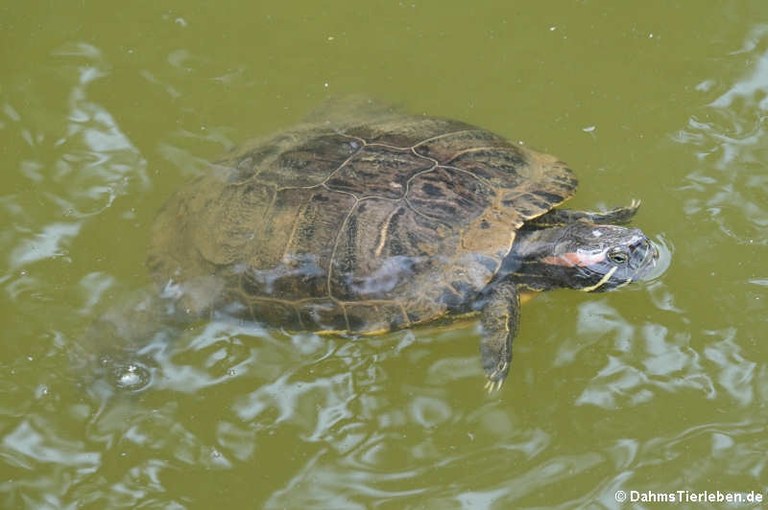 Trachemys scripta elegans