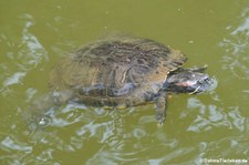 Rotwangen-Schmuckschildkröte (Trachemys scripta elegans) in der Zoom Erlebniswelt Gelsenkirchen