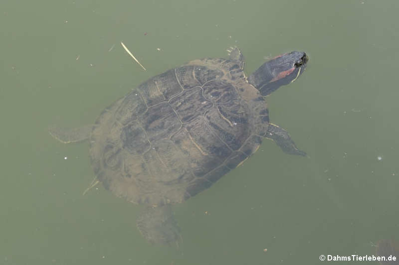 Rotwangen-Schmuckschildkröte (Trachemys scripta elegans)