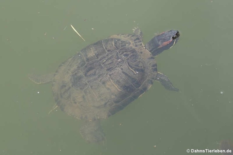 Trachemys scripta elegans