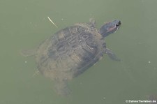 Rotwangen-Schmuckschildkröte (Trachemys scripta elegans) in der Zoom Erlebniswelt Gelsenkirchen