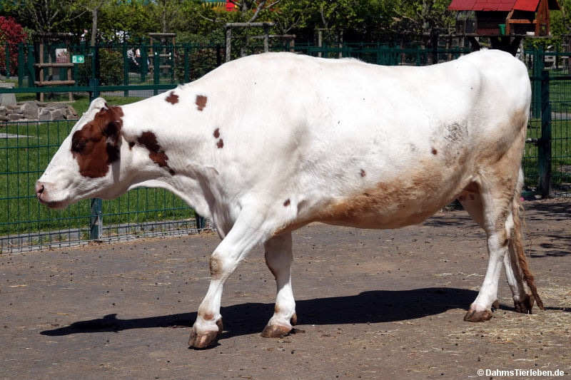 Holstein-Rind Holstein-Rind-2