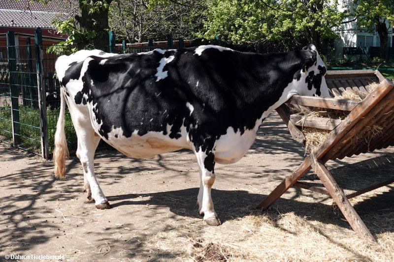 Holstein-Rind Holstein-Rind-1