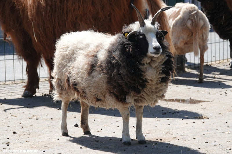 Jakob-Schaf-5