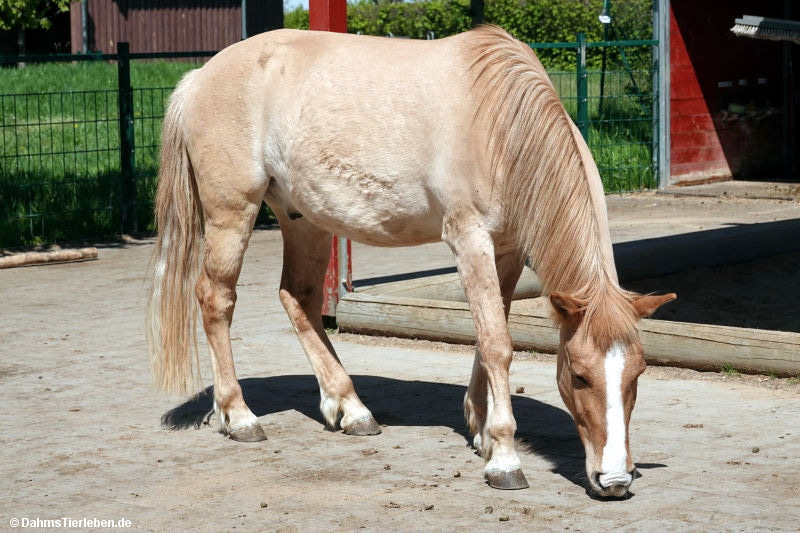 Konik