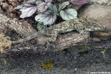 Westliches Falsches Chamäleon (Anolis barbatus) im Jardin des Papillons, Grevenmacher, Luxembourg