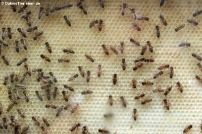 Westliche Honigbienen (Apis mellifera)