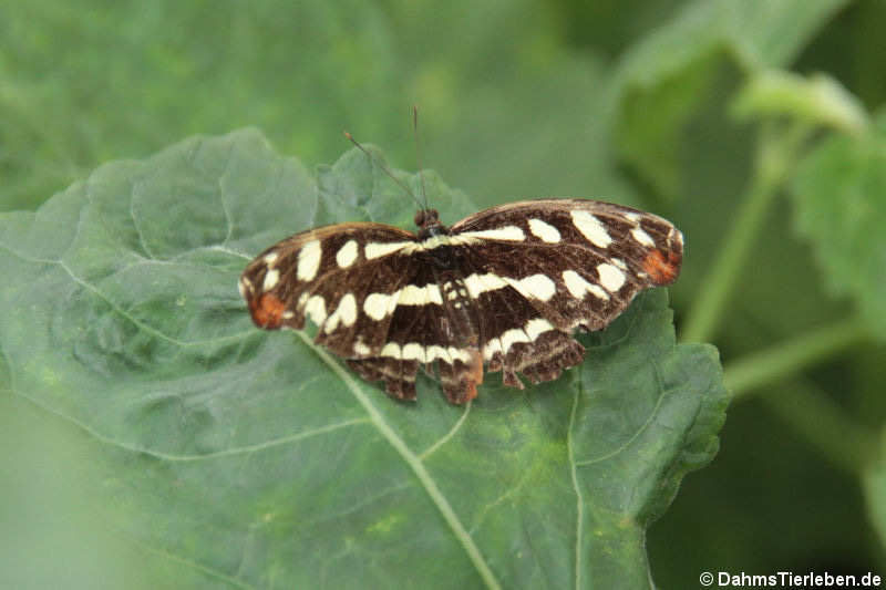 Athyma perius