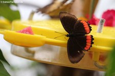 Biblis hyperia im Jardin des Papillons, Grevenmacher, Luxembourg