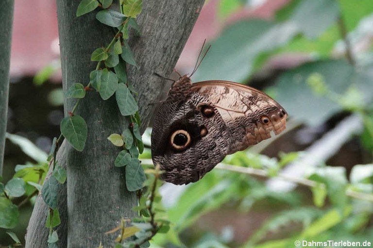 Caligo telamonius memnon