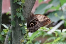 Bananenfalter (Caligo memnon) im Jardin des Papillons, Grevenmacher, Luxembourg