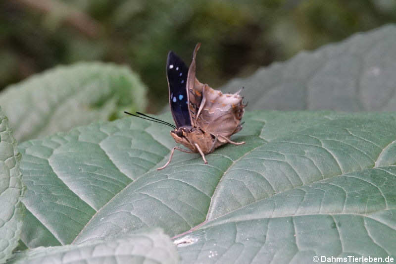 Charaxes cithaeron Charaxes cithaeron-2