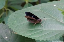 Caraxes cithaeron im Jardin des Papillons, Grevenmacher, Luxembourg