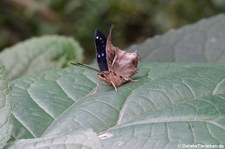 Caraxes cithaeron im Jardin des Papillons, Grevenmacher, Luxembourg