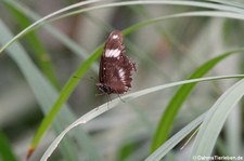 Große Eierfliege (Hypolimnas bolina) im Schmetterlingsgarten Grevenmacher, Luxemburg