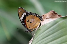 Kleiner Monarch (Danaus chrysippus) im Schmetterlingsgarten Grevenmacher, Luxemburg