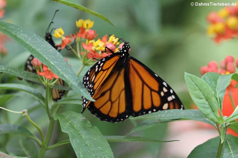 Danaus plexippus