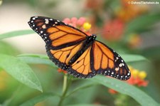 Monarchfalter (Danaus plexippus) im Schmetterlingsgarten Grevenmacher, Luxemburg