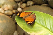 Doleschallia bisaltide im Schmetterlingsgarten Grevenmacher, Luxemburg