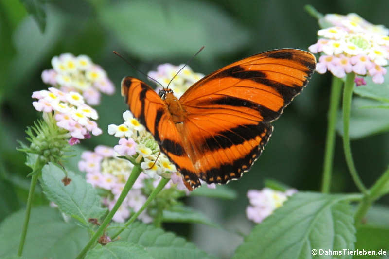 Passionsfalter Dryadula phaetusa-1