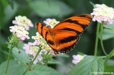 Passionsfalter (Dryadula phaetusa) im Schmetterlingsgarten Grevenmacher, Luxemburg