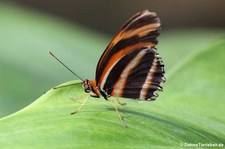 Passionsfalter (Dryadula phaetusa) im Schmetterlingsgarten Grevenmacher, Luxemburg