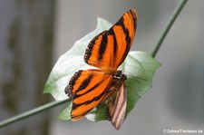 Passionsfalter (Dryadula phaetusa) im Schmetterlingsgarten Grevenmacher, Luxemburg