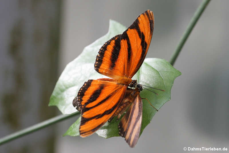 Passionsfalter (Dryadula phaetusa)