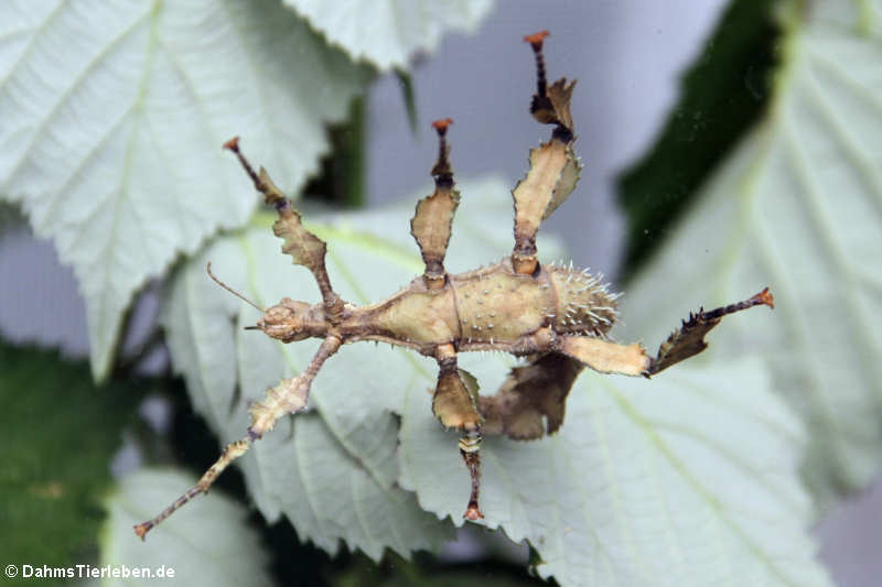 Australische Gespenstschrecke (Extatosoma tiaratum)