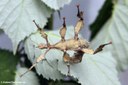 Extatosoma tiaratum